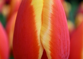 Worlds Friend ® | Tulip | Jan de Wit en Zonen B.V.